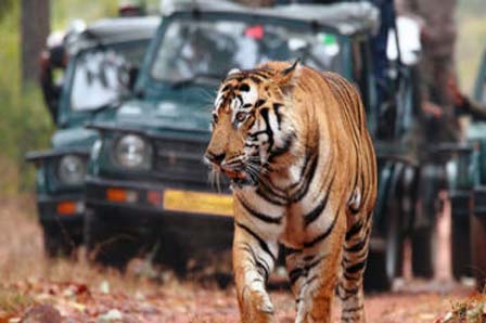 Jeep Safari Bandhavgarh Tour Packages