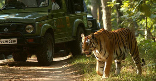 jungle-safari-Bandhavgarh